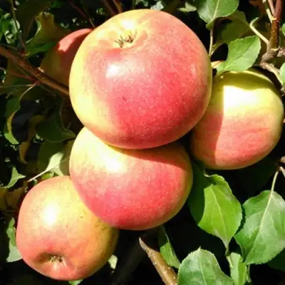 Яблоня ЭМБАССИ в Молодечно