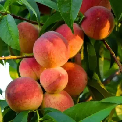 Персик ЗОЛОТОЙ ЮБИЛЕЙ в Молодечно