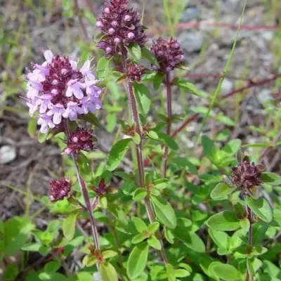 Тимьян яйцевидный в Молодечно