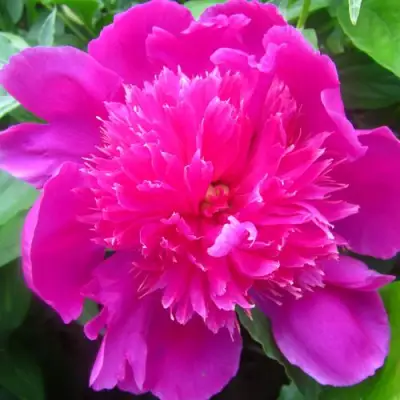 Пион РОЗОВЫЙ БУДДА травянистый в Молодечно