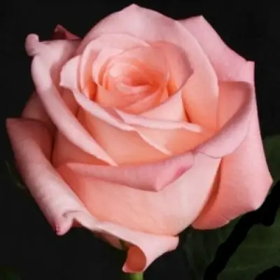 Роза АНГАЖЕМЕНТ чайно-гибридная в Молодечно