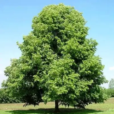 Липа мелколистная в Молодечно