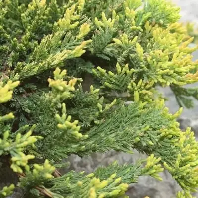 Можжевельник ГОЛДЕН КАРПЕТ горизонтальный  в Молодечно