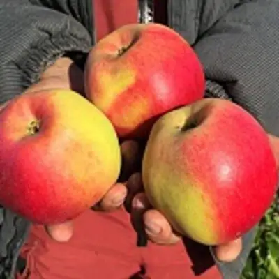 Яблоня СОКОЛОВСКОЕ стелющаяся в Молодечно