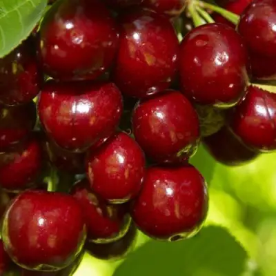 Черешня ВАЛЕРИЙ ЧКАЛОВ в Молодечно