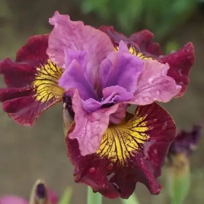 Ирис МИСС ЭППЛ сибирский в Молодечно