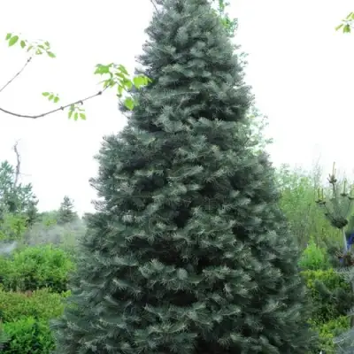 Пихта белая в Молодечно