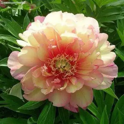 Пион ДЖУЛИЯ РОУЗ ито-гибрид в Молодечно