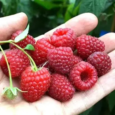 Малина ХИМБО-ТОП в Молодечно