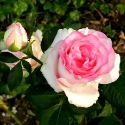 Роза ДОЛЬЧЕ ВИТА чайно-гибридная в Молодечно