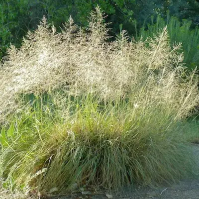 Каплесеменник воздушный в Молодечно