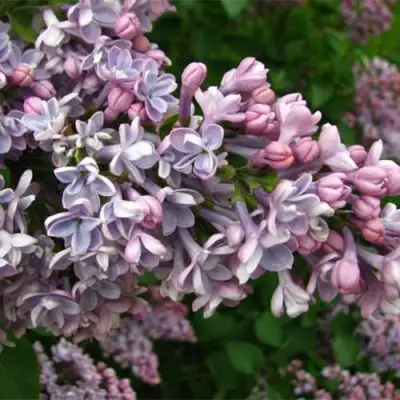 Сирень КОНДОРСЕ в Молодечно