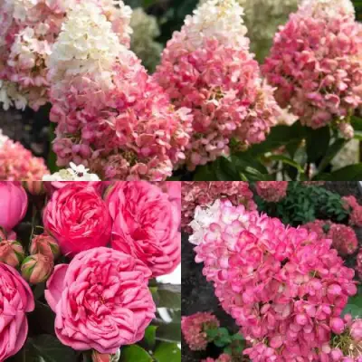 Комплект МАЛИНОВЫЙ ДЕСЕРТ в Молодечно