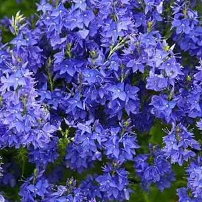 Вероника РОЯЛ БЛЮ большая в Молодечно