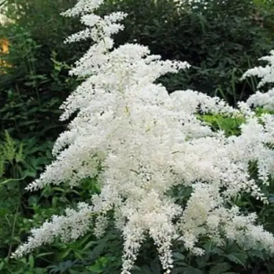 Астильба БРАУТШЛЕЙЕР Арендса в Молодечно