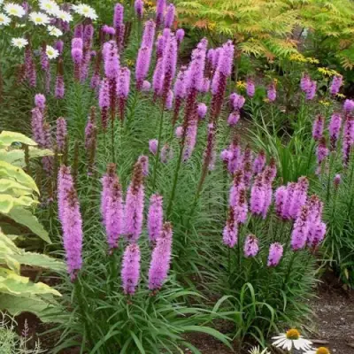 Лиатрис РОЗЕА колосковая в Молодечно