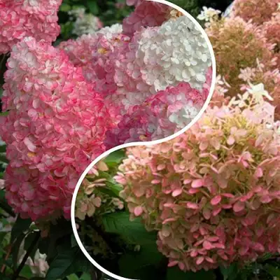 Комплект МАЛИНОВЫЙ ЗАКАТ в Молодечно