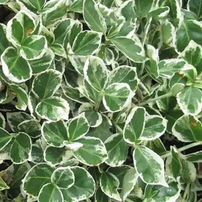 Бересклет ЭМЕРАЛЬД ГАИТИ форчуна  в Молодечно