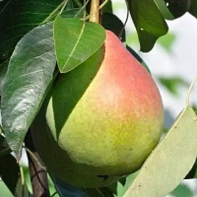 Груша ТАТЬЯНА в Молодечно