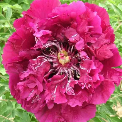 Пион ПУРПУРНЫЙ ОКЕАН древовидный в Молодечно