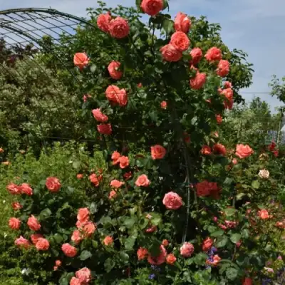 Роза ДИ ДИ БРИДЖУОТЕР плетистая в Молодечно