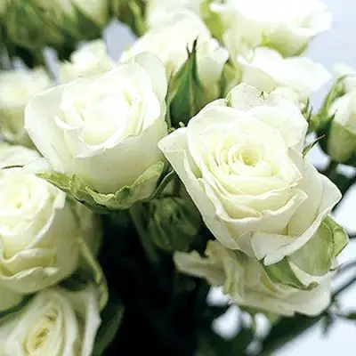 Роза СНОУФЛЕЙК спрей в Молодечно