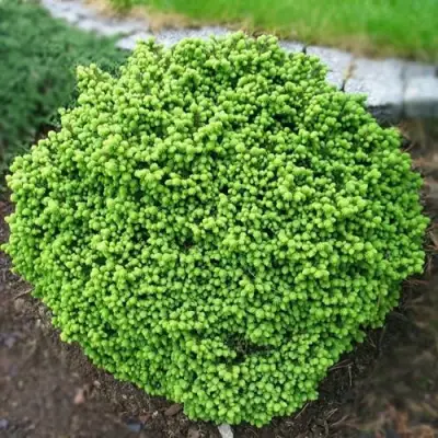 Ель ЛИТЛ ДЖЕМ обыкновенная в Молодечно