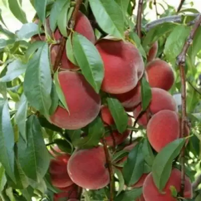 Персик ЮБИЛЕЙ СТОЛИЦЫ колонновидный в Молодечно