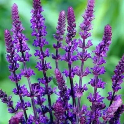 Шалфей КАРАДОНА в Молодечно