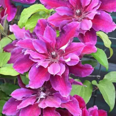 Клематис МАЙ БЬЮТИ в Молодечно