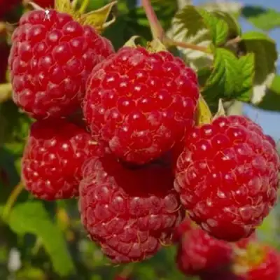 Малина ЭЛЕГАНТНАЯ в Молодечно