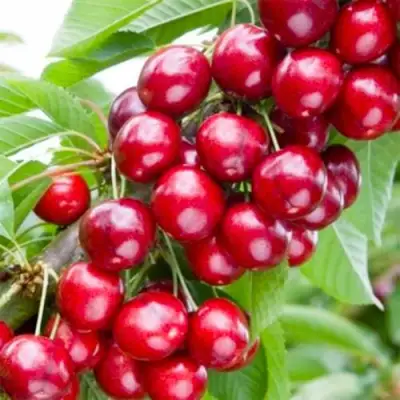 Вишня МАЛЮТКА колонновидная в Молодечно