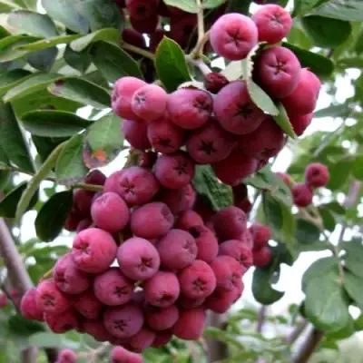 Рябина ТИТАН сладкоплодная  в Молодечно