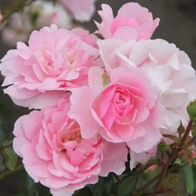 Роза БОНИКА флорибунда в Молодечно