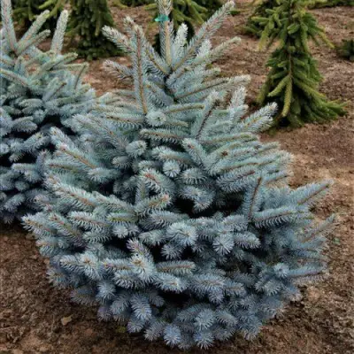 Ель МИСТИ БЛЮ голубая в Молодечно