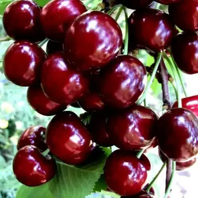 Черешня ОЛЕНЬКА в Молодечно