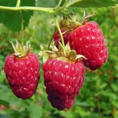 Малина ГОРДОСТЬ РОССИИ в Молодечно