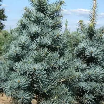 Пихта КОНКОЛОР в Молодечно