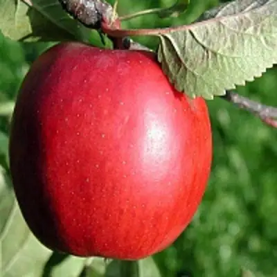 Яблоня РЕДФРИ в Молодечно