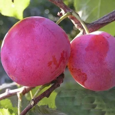 Слива ДЕЛИКАТНАЯ в Молодечно