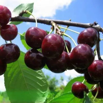 Дюк ЧУДО-ВИШНЯ в Молодечно