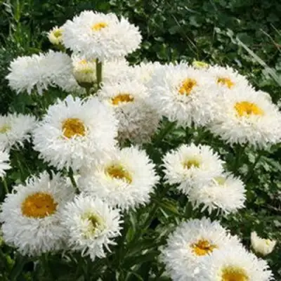 Нивяник КРЕЙЗИ ДЕЙЗИ наибольший в Молодечно