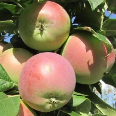 Яблоня МОСКОВСКОЕ ЗИМНЕЕ в Молодечно