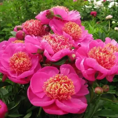 Пион ДОРИН травянистый в Молодечно