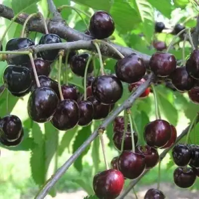 Черешня ЛЮБИМИЦА АСТАХОВА в Молодечно