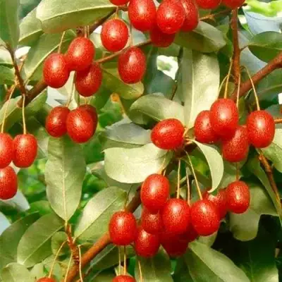 ГУМИ (ЛОХ МНОГОЦВЕТКОВЫЙ) в Молодечно