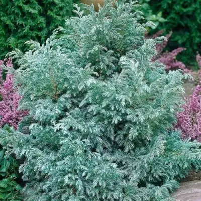 Кипарисовик БУЛЕВАРД горохоплодный в Молодечно