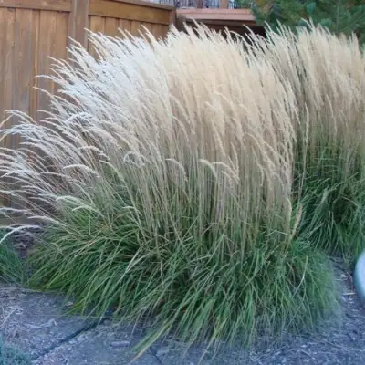 Вейник КАРЛ ФОРСТЕР остроцветковый в Молодечно