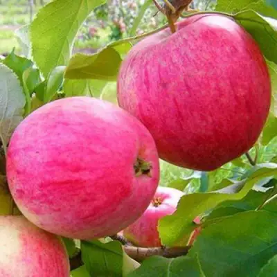 Яблоня РОЗОВЫЙ НАЛИВ в Молодечно