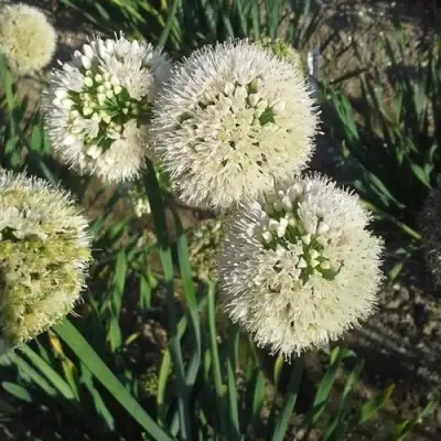 Лук слизун в Молодечно